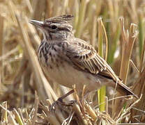 Crested Lark