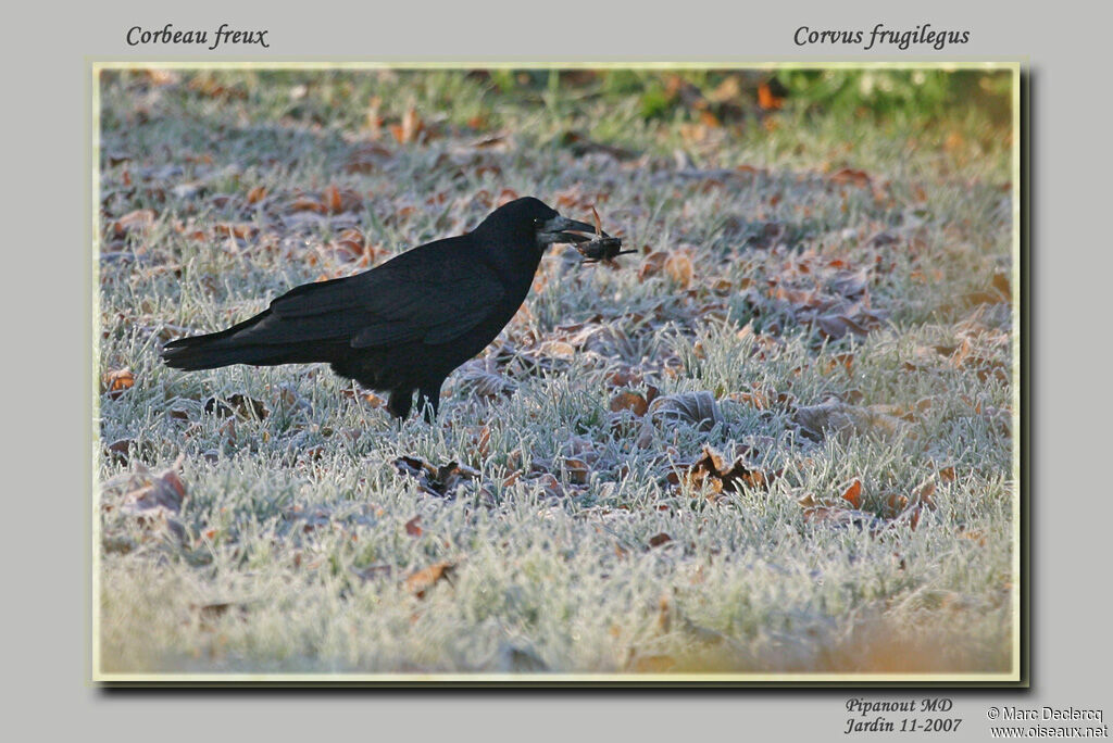 Rook, feeding habits