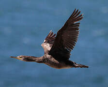 European Shag