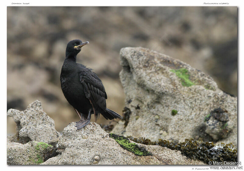 Cormoran huppé, identification