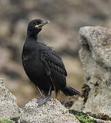 European Shag