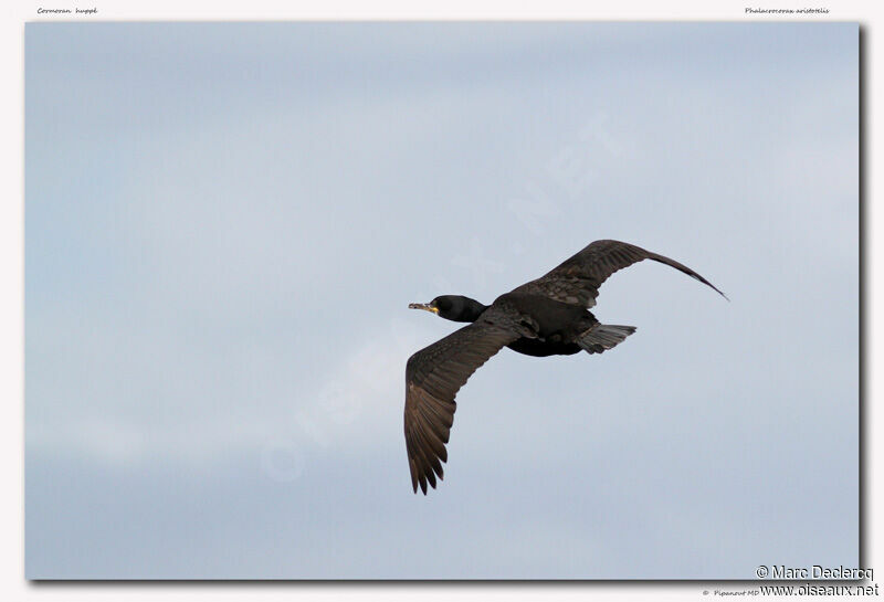 European Shag, Flight