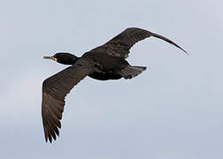 European Shag