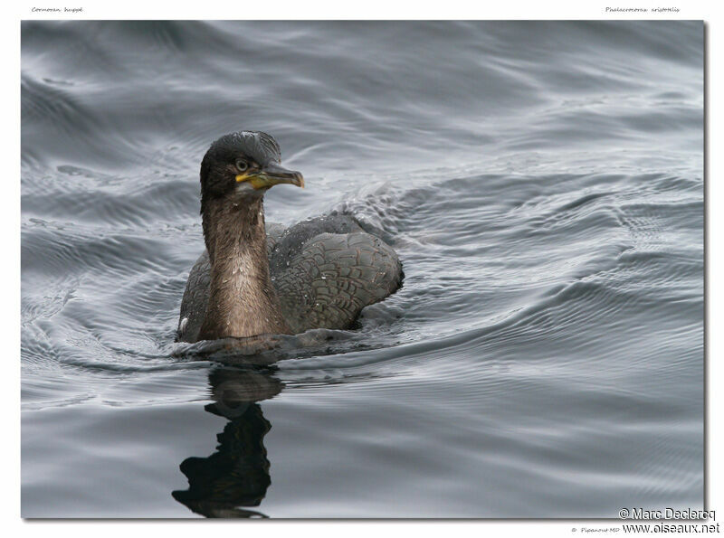 Cormoran huppé, identification