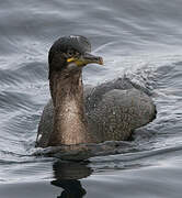 European Shag