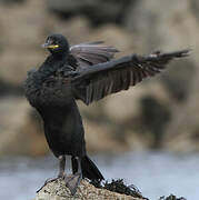 European Shag