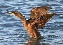 European Shag