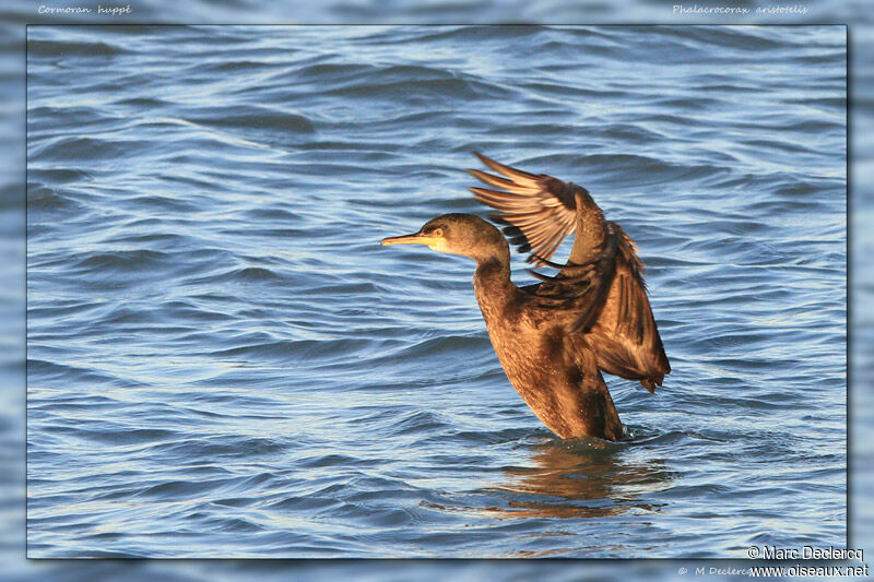 Cormoran huppé, identification