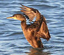 European Shag