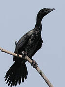 Pygmy Cormorant