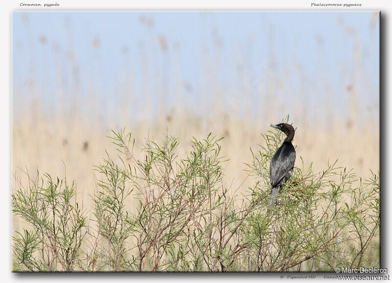 Pygmy Cormorant, identification