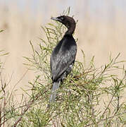 Pygmy Cormorant