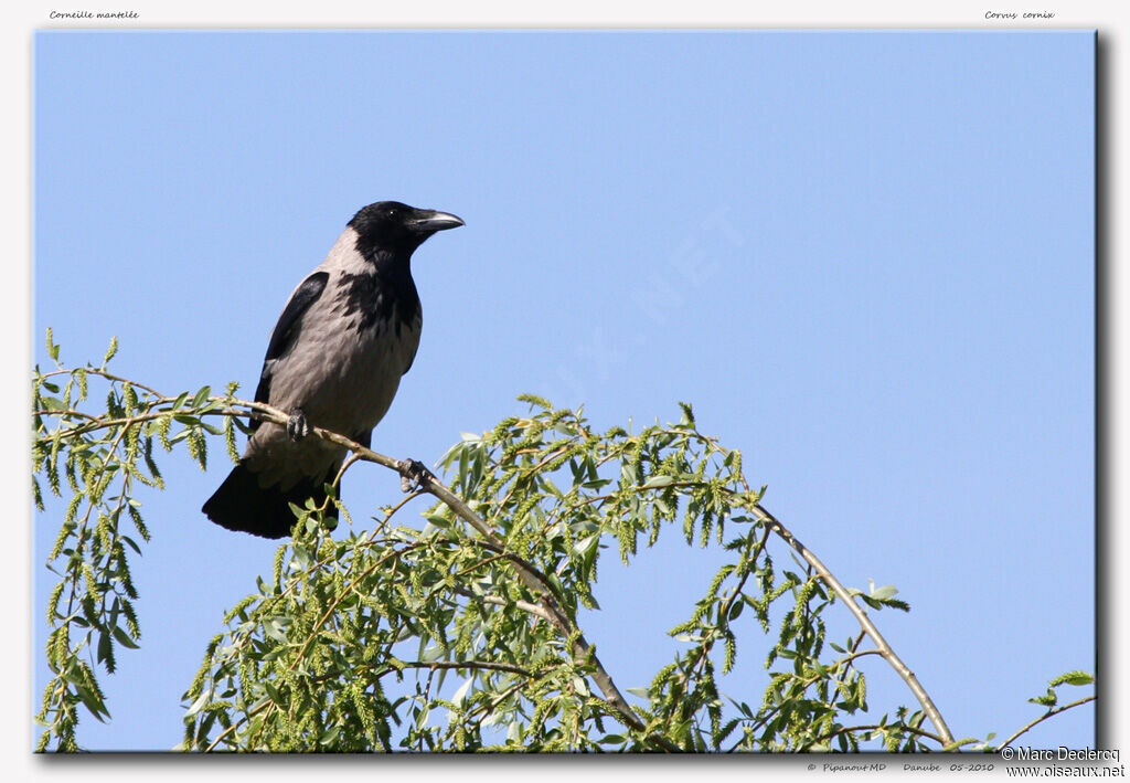 Hooded Crow, identification