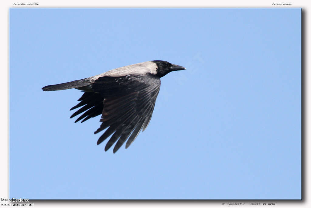 Hooded Crowadult, Flight