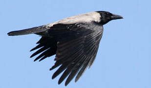 Hooded Crow