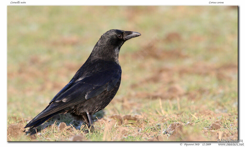 Carrion Crow