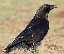 Carrion Crow