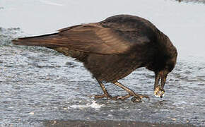 Carrion Crow