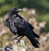 Carrion Crow