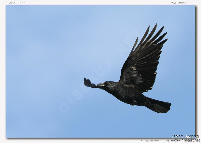 Carrion Crow, Flight