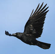 Carrion Crow