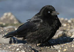 Carrion Crow