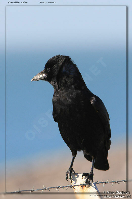 Carrion Crow