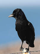 Carrion Crow