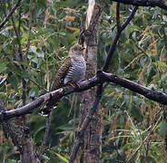 Common Cuckoo