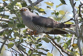 Common Cuckoo