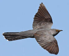 Common Cuckoo