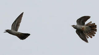 Common Cuckoo