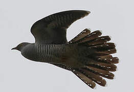 Common Cuckoo