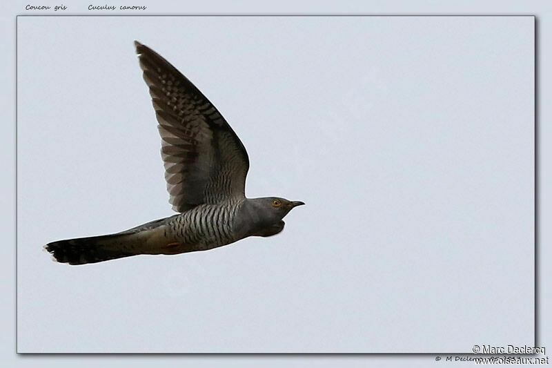 Common Cuckoo, Flight