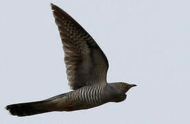 Common Cuckoo