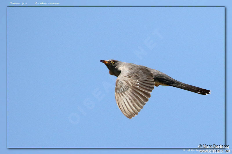 Common Cuckoo