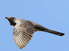 Common Cuckoo