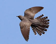 Common Cuckoo