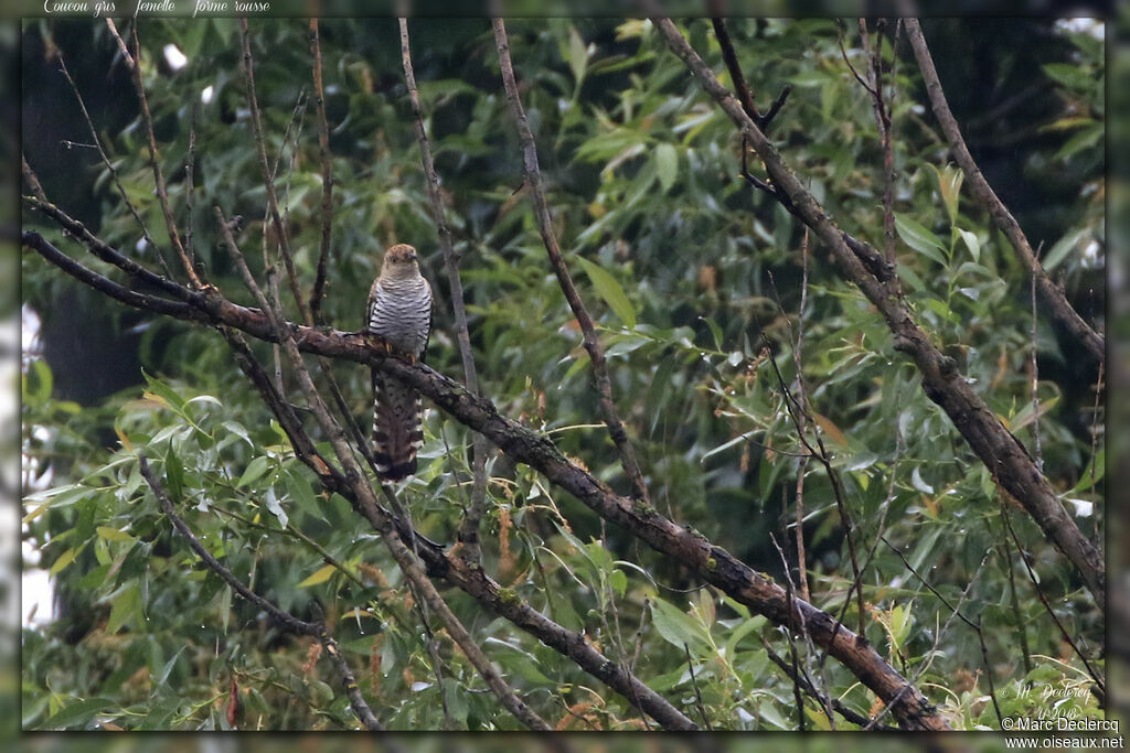 Common Cuckoo, pigmentation