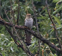 Common Cuckoo