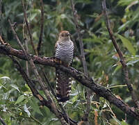 Common Cuckoo