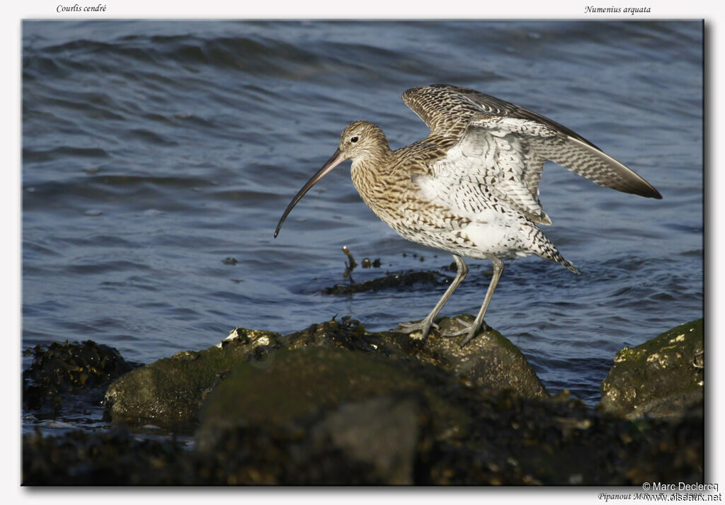 Eurasian Curlew