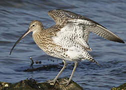 Eurasian Curlew