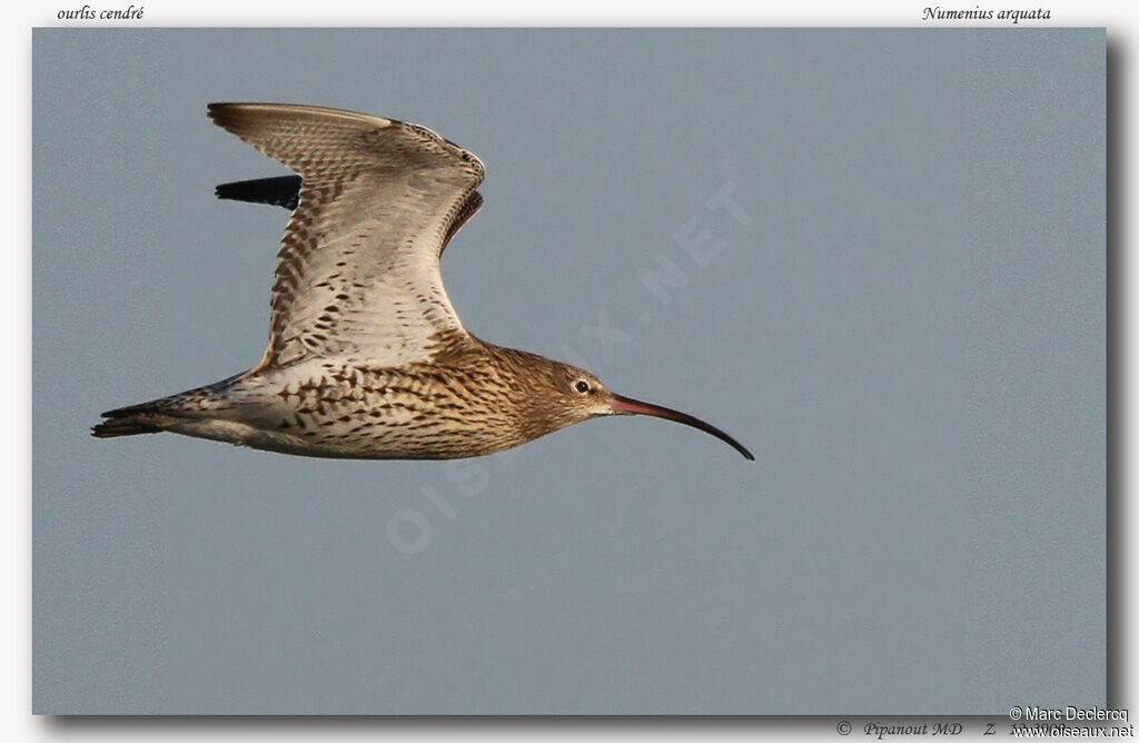 Eurasian Curlew, Flight