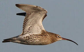 Eurasian Curlew