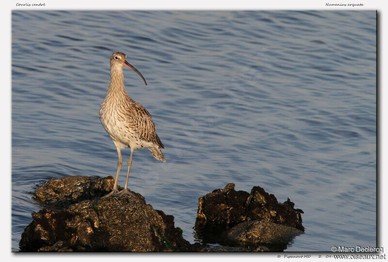 Eurasian Curlew