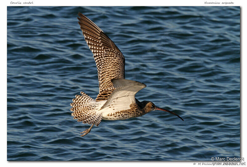 Eurasian Curlew, Flight