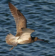 Eurasian Curlew