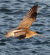 Eurasian Curlew