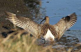 Eurasian Curlew